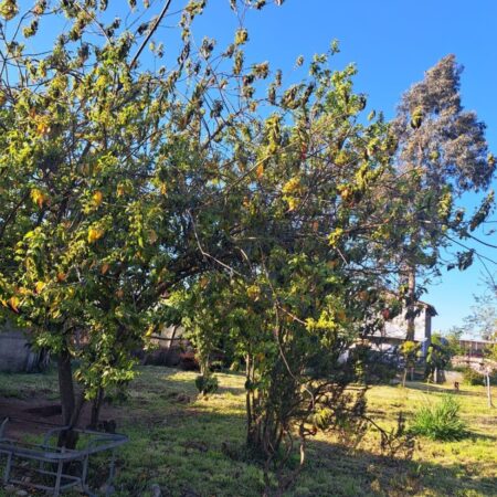 Se vende sitio en Pitrufquen, calle Matta 2