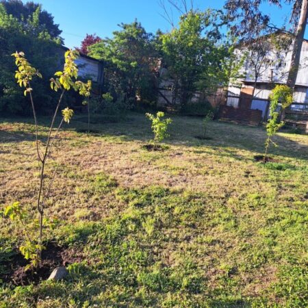 Se vende sitio en Pitrufquen, calle Matta 8