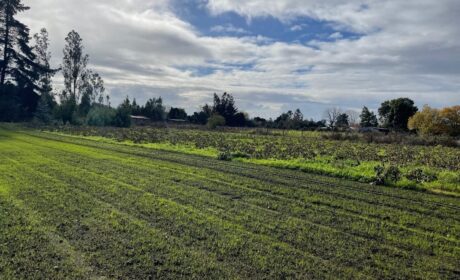 lote orilla rio Cautín 2
